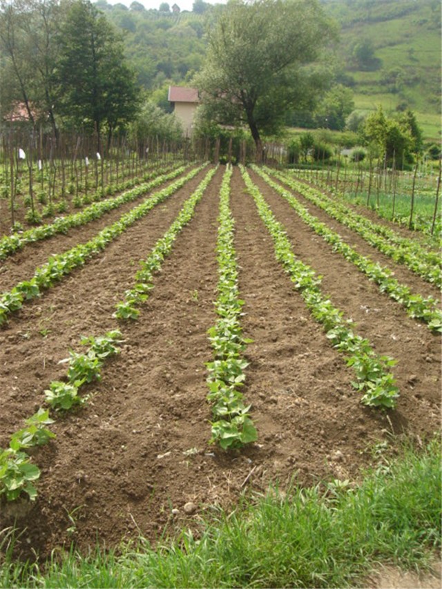 povrće